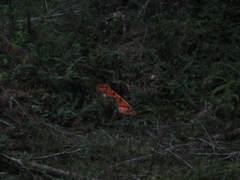 IMG_1095.JPG